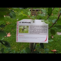 Bourdaine, Frangula alnus (1)